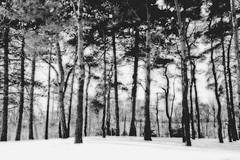 Trees, Glorious Trees