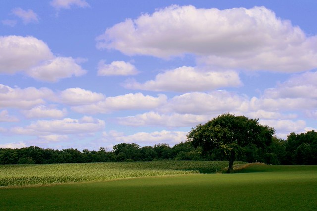 The Spot II