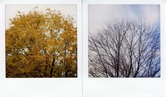 The Maple Tree