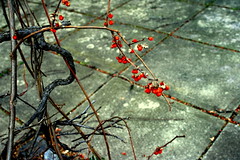 Red Berries