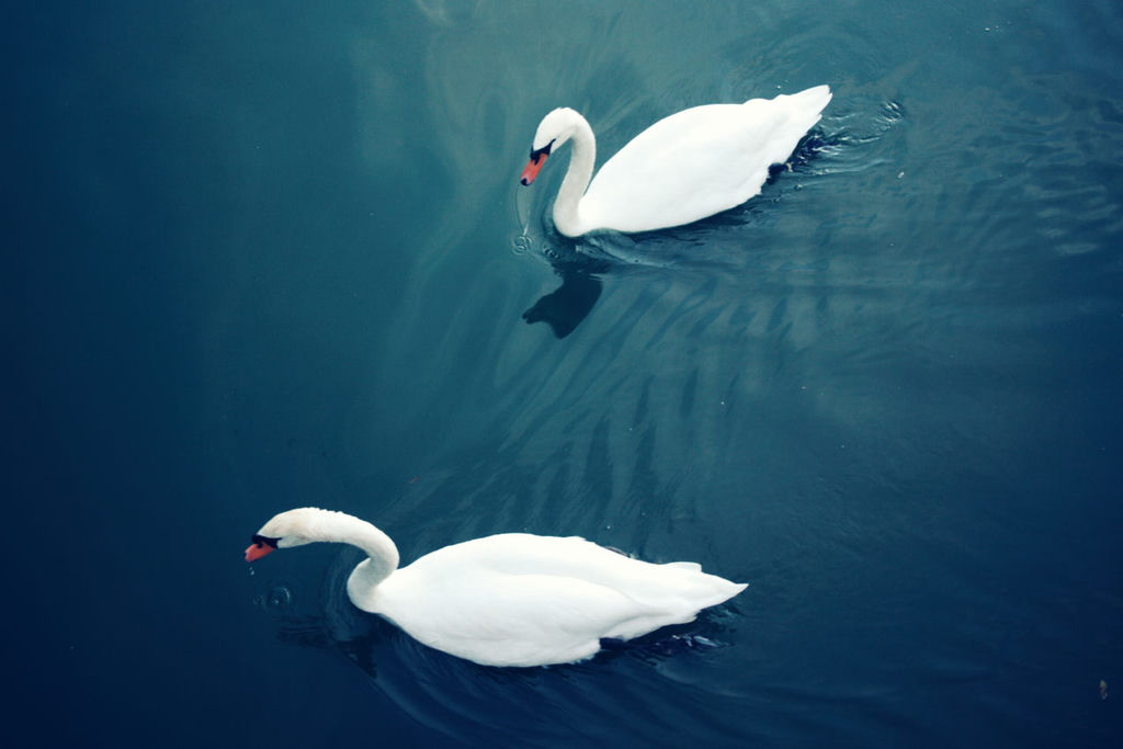 Two swans floating on river as seen from up a bridge.