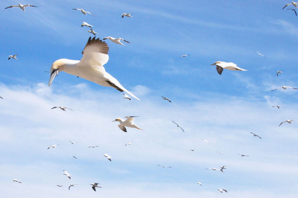 A flock of Northern gannets flying in the clear, blue skies.