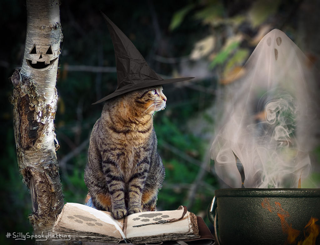 A photoshopped photo of a tabby cat wearing a witch hat sitting on a book of spells between a tree with a face and a cauldron with ghost-shaped smoke coming out of it.