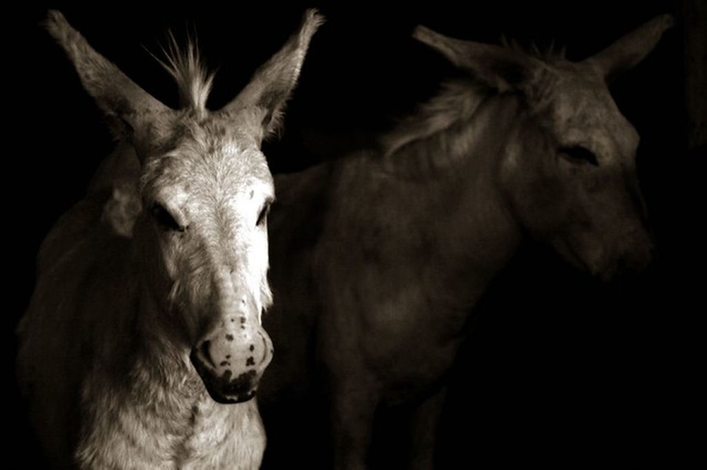 Two Donkeys