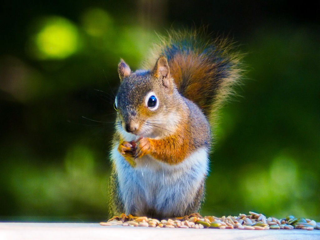 A little, red squirrel enjoying some sunflower seeds.