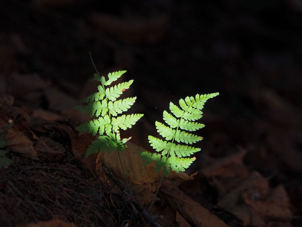 The sun putting a spotlight on two green, fern leaves in an otherwise dark spot.
