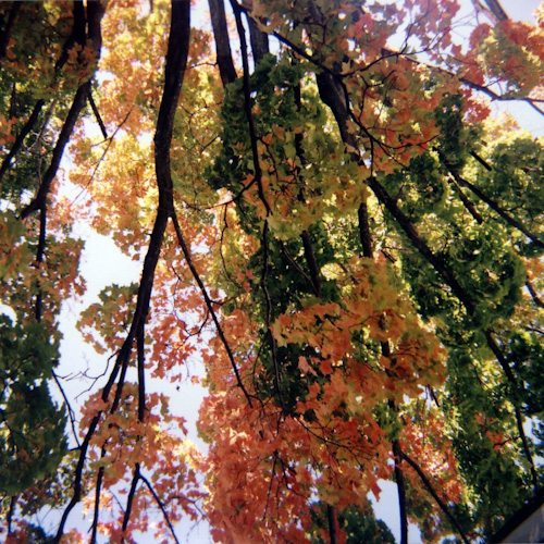 Tree branches with autumn leaves.