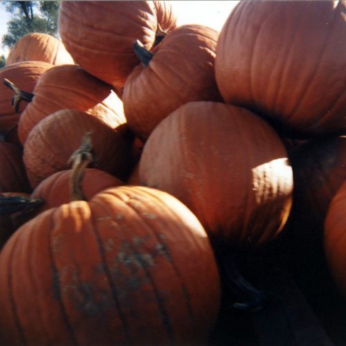 A pile of pumpkins.