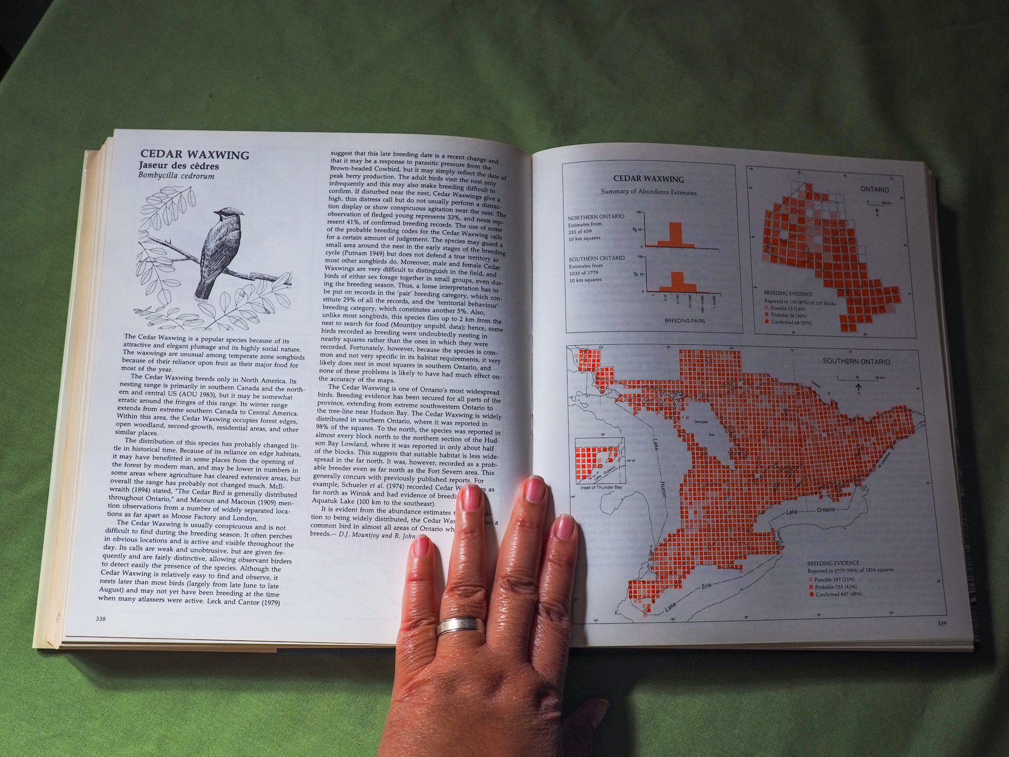 A spread with information about a bird called Cedar Waxwing.