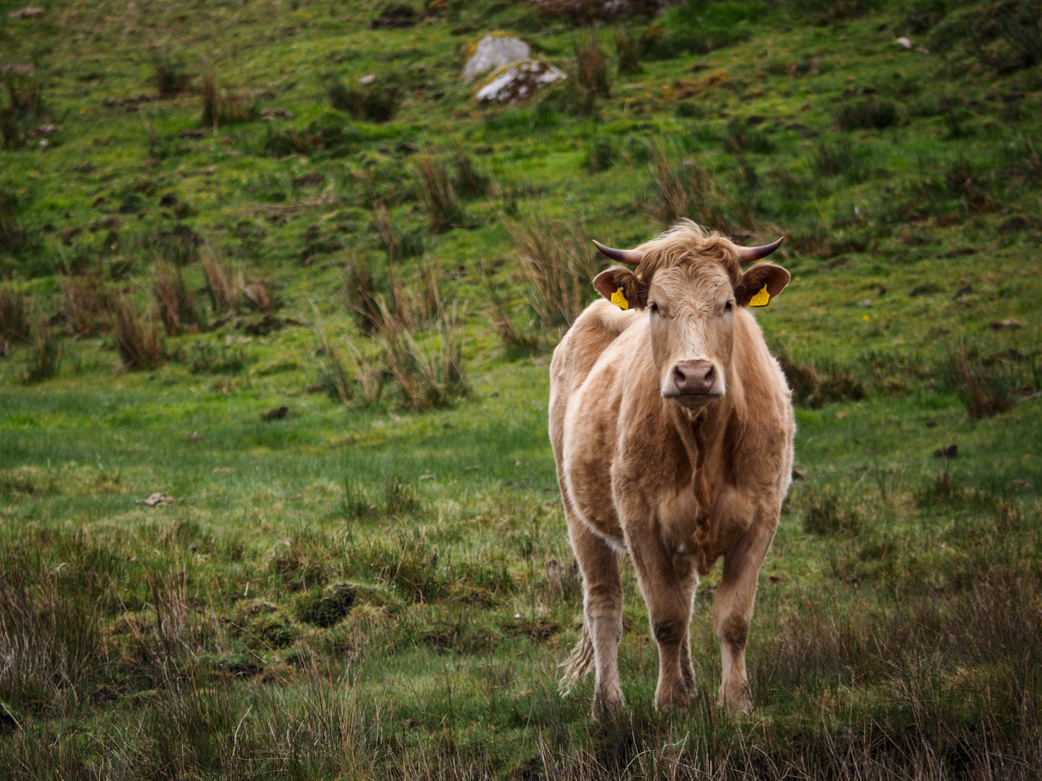 A light-coloured bovine with short horns in a green field, looking straight at you.