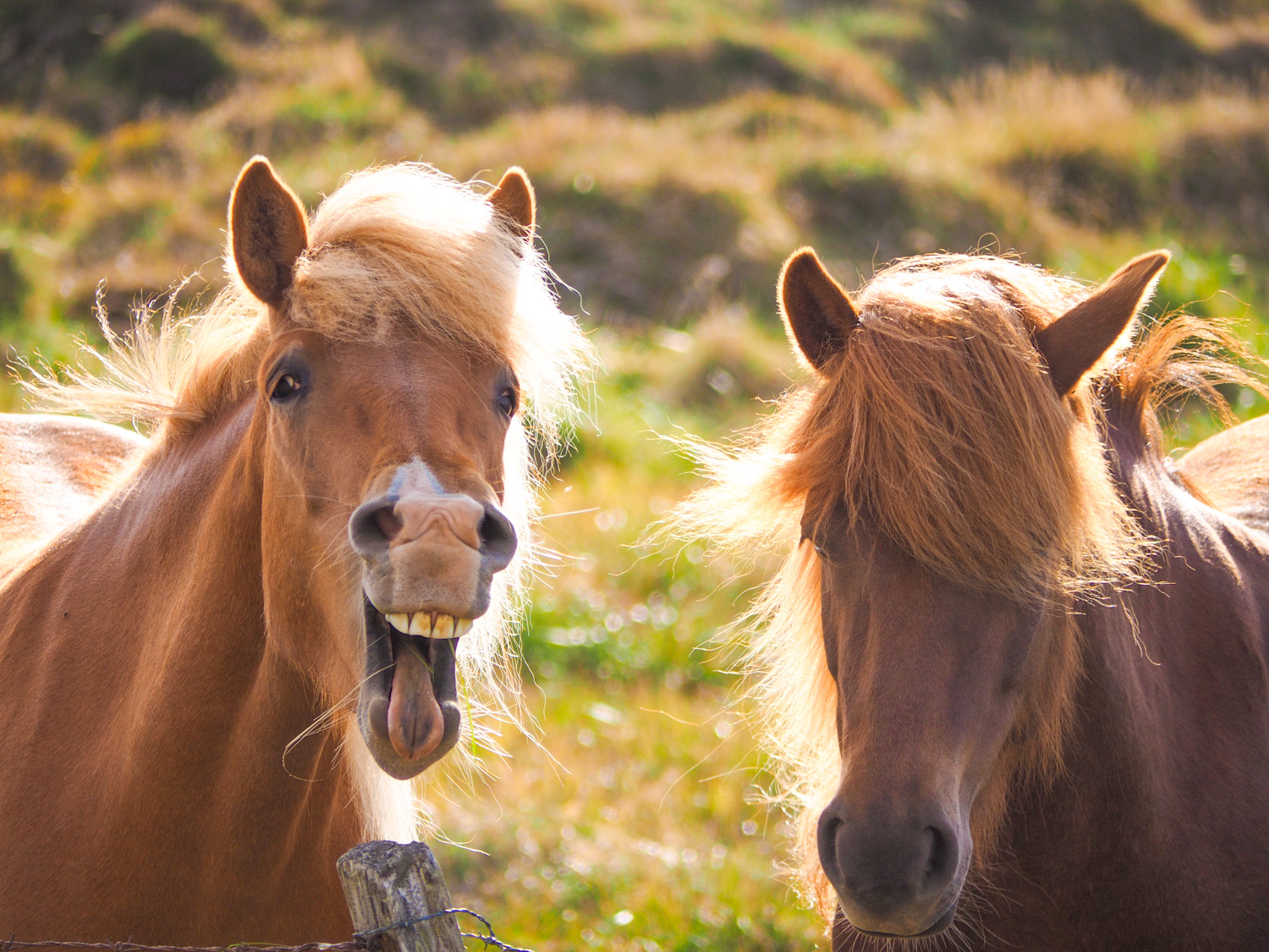 Two brown horses with blonde mane behind a fence, the one on the left is laughing, the other looking pensive.